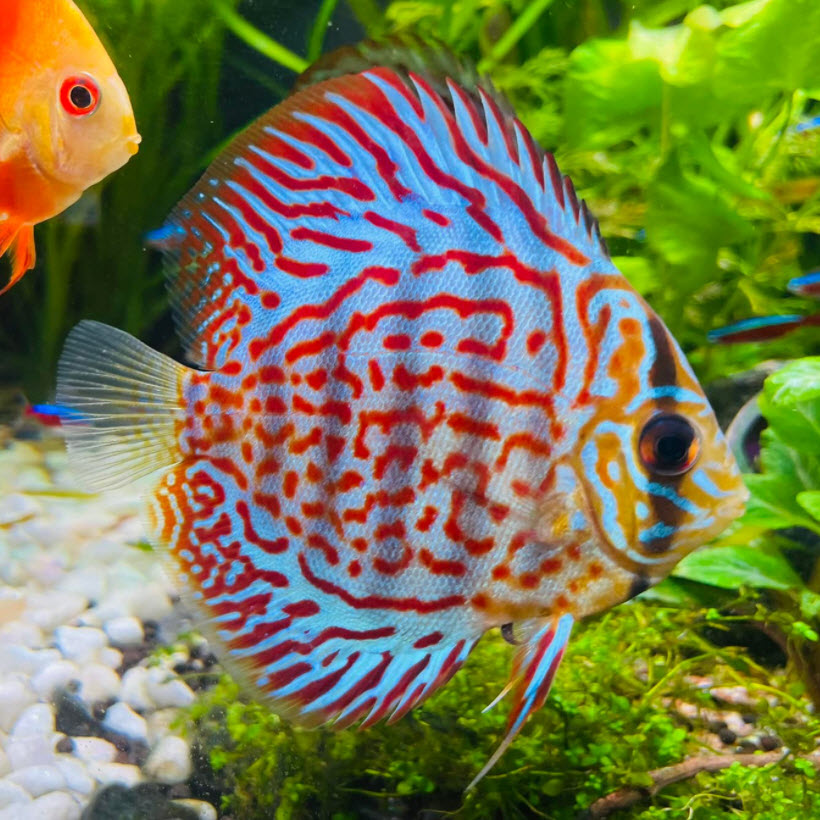 Symphysodon aequifasciatus Discus