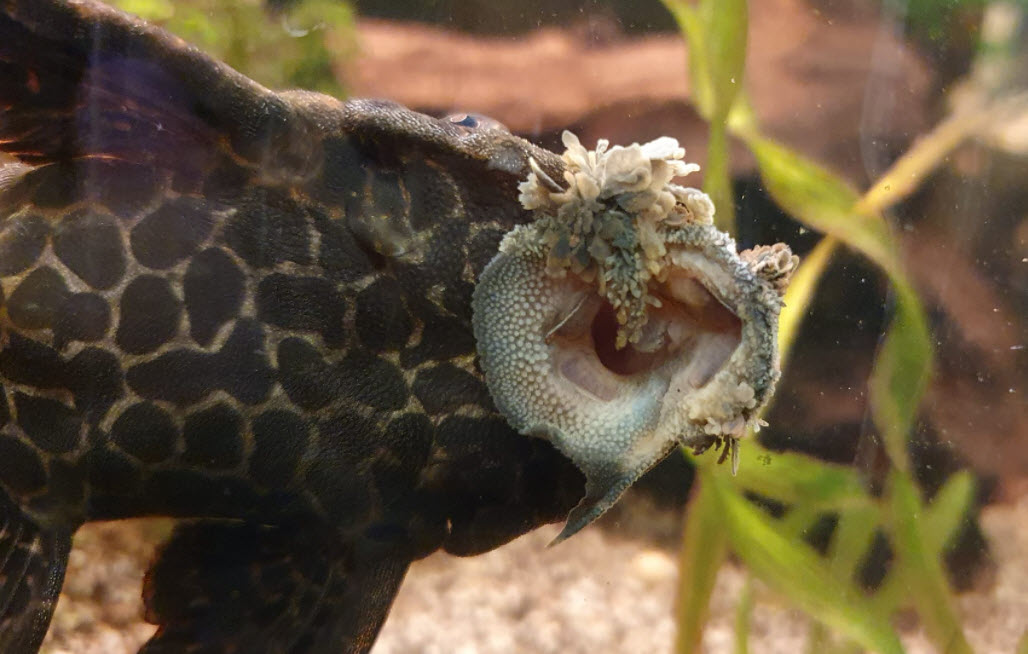 Pleco with Lymphocystis