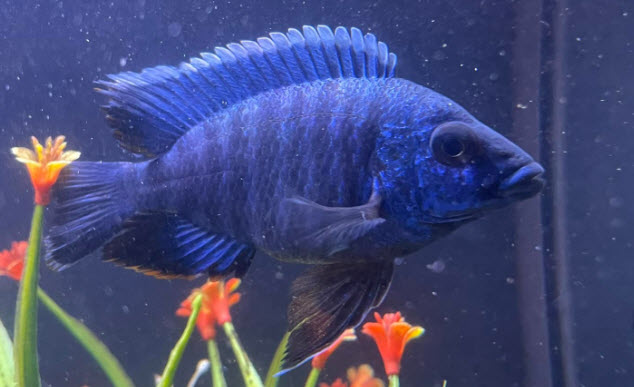 Blue Regal Peacock