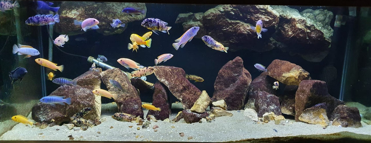 Brown Algae in an Aquarium