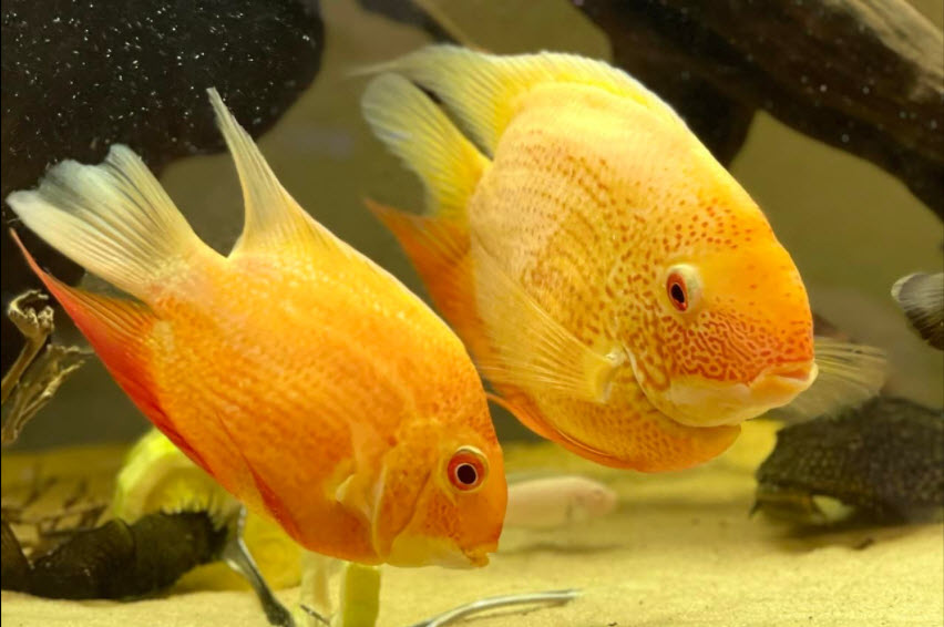 Heros severus Red Spotted Severum