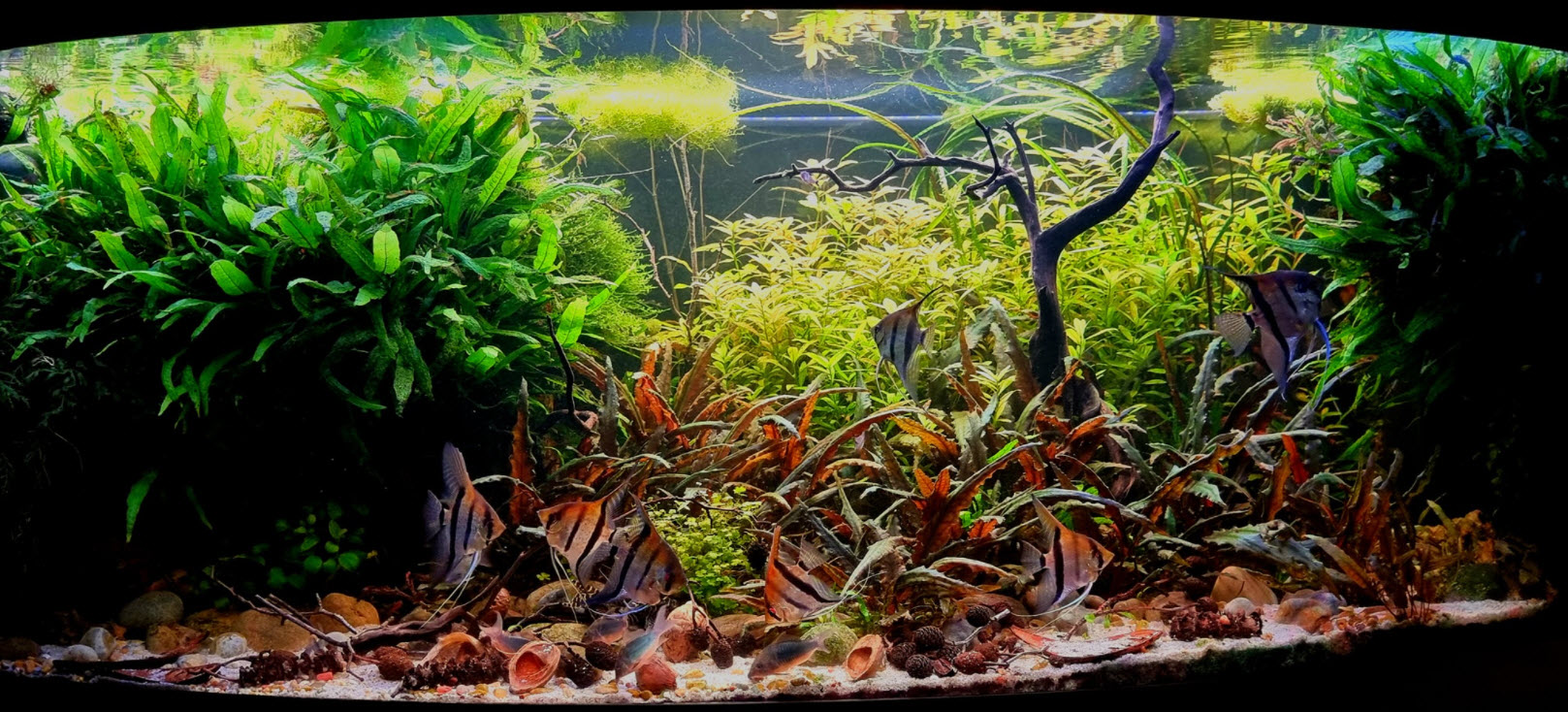 High Tech Planted Aquarium