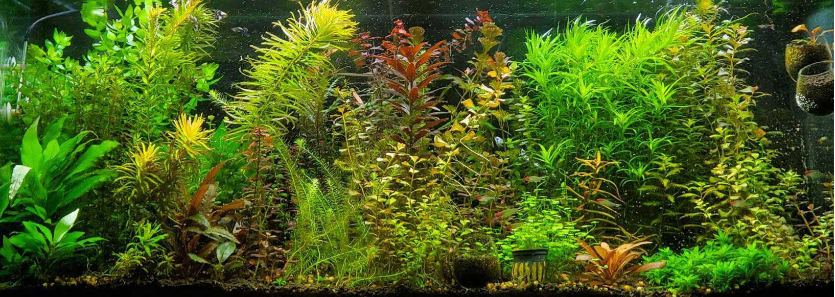 High Tech Planted Aquarium