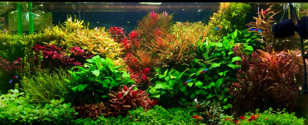 High Tech Planted Aquarium