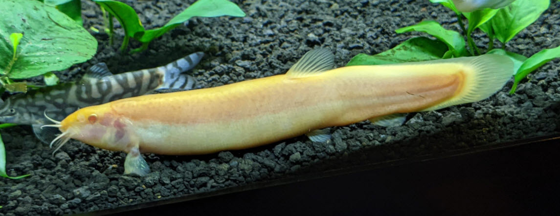 Misgurnus anguillicaudatus Albino Weather Loach