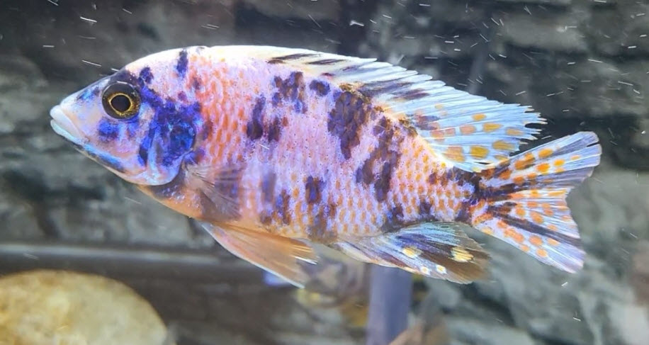 OB Peacock
