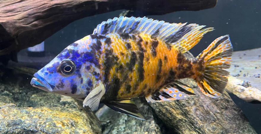 OB Peacock