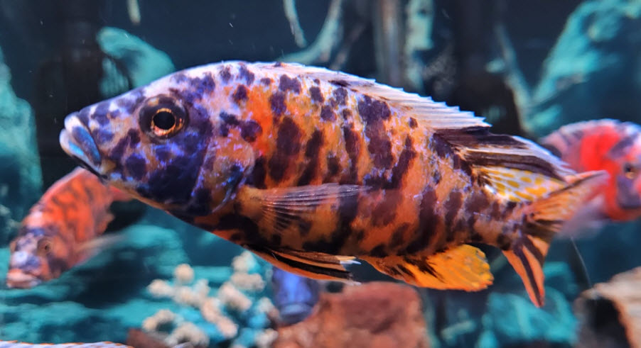 OB Peacock