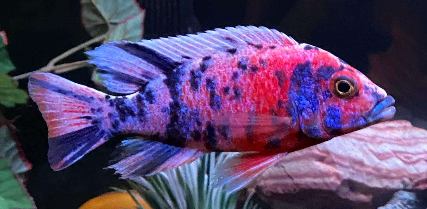 OB Peacock