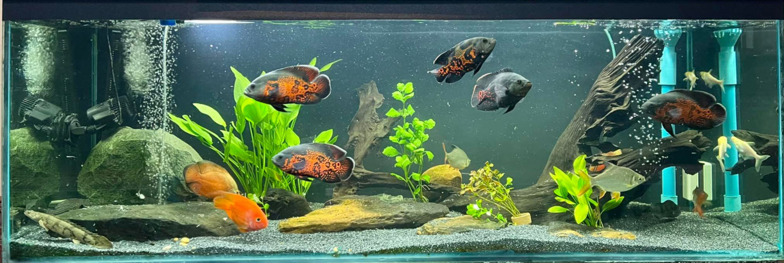 Oscar Aquarium