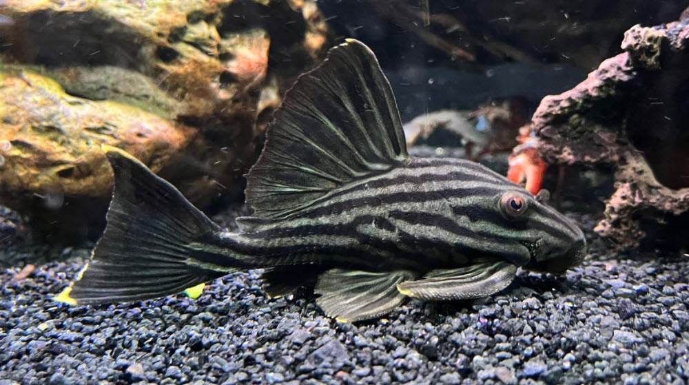 Panaque nigrolineatus L191 Royal Pleco