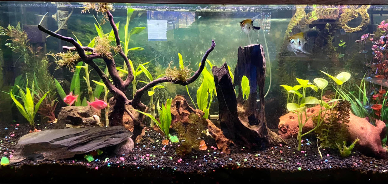Beplant aquarium met bodemfilter