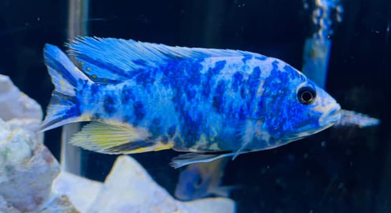 Sciaenochromis fryeri OB Blueberry