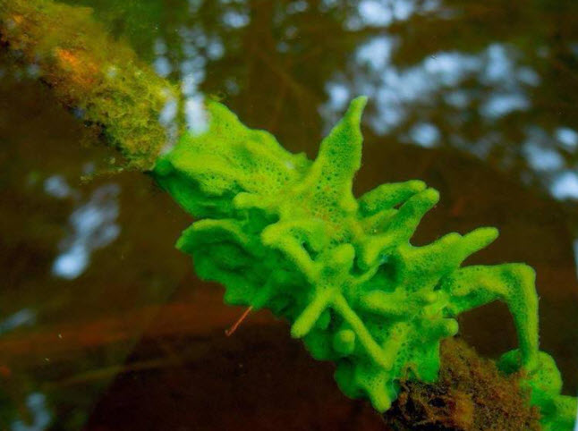 Spongilla Freshwater Sponge