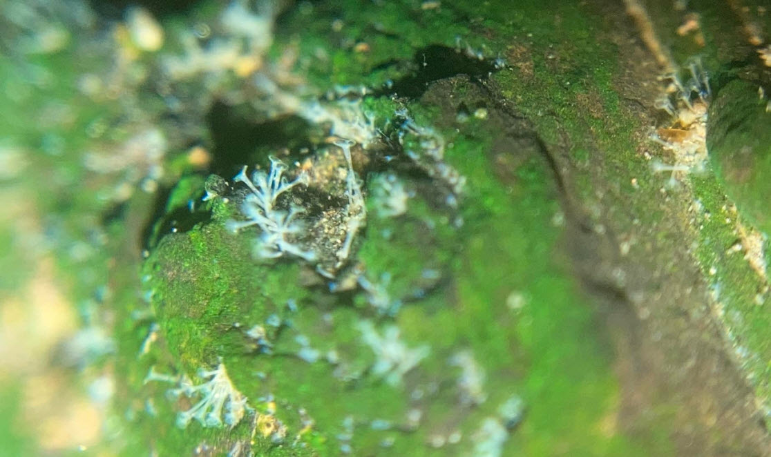 Stentor Colonies