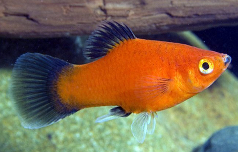 Xiphophorus maculatus Red Wag Platy