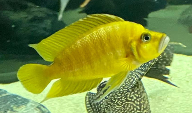 Altolamprologus compressiceps Yellow Chaitika