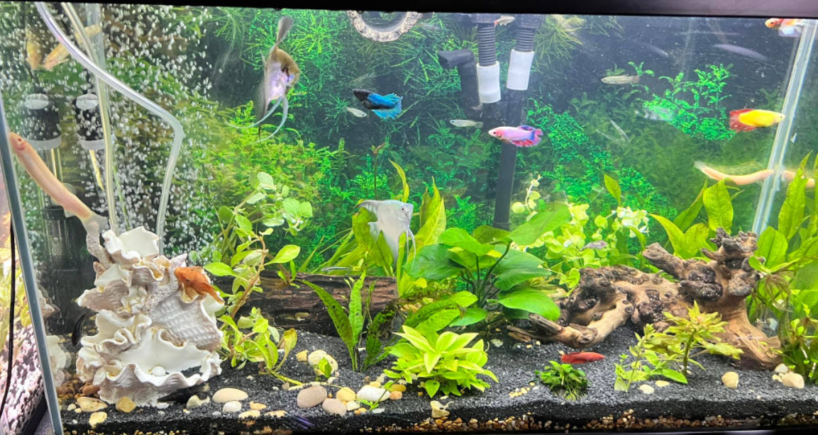 Beginner Planted Aquarium with Lots of Aeration