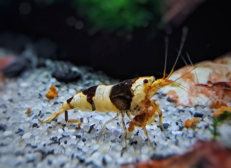 Caridina cantonensis Crystal Black Shrimp