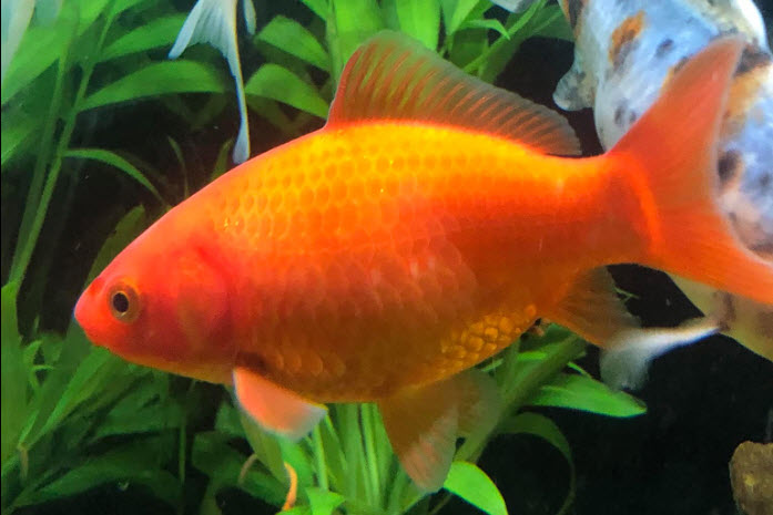 Common Goldfish
