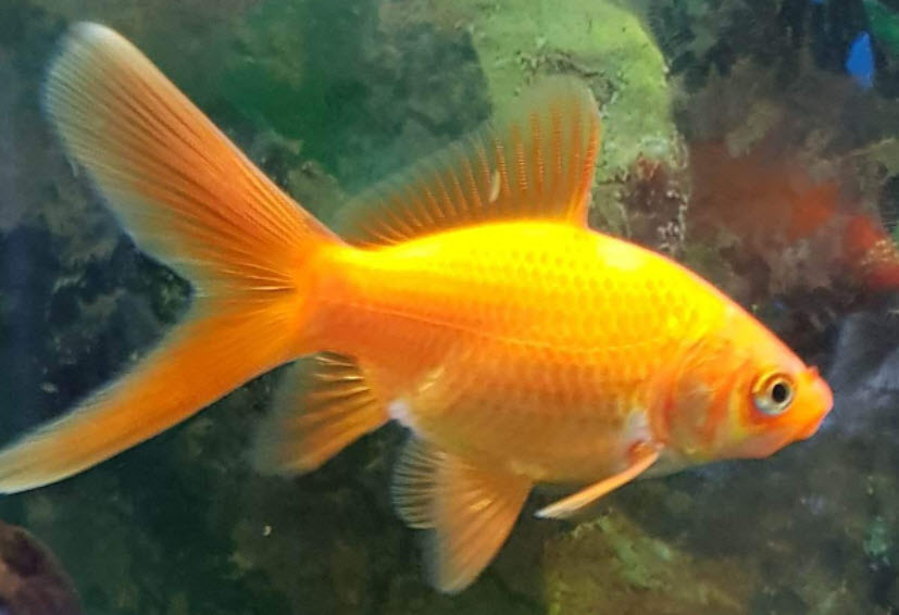Common Goldfish