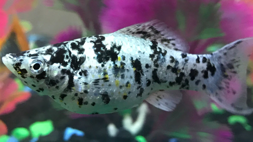 Dalmation Molly