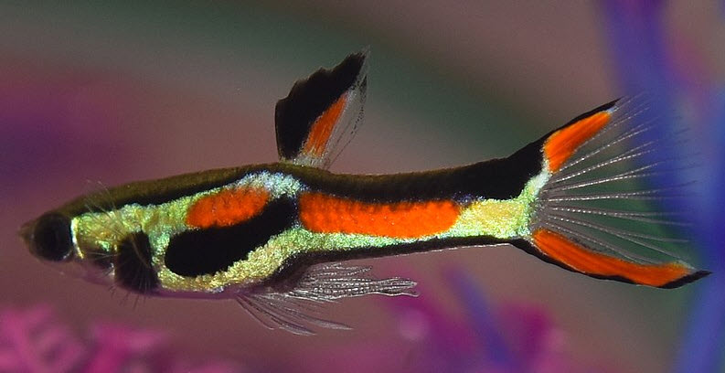 Endler Guppy