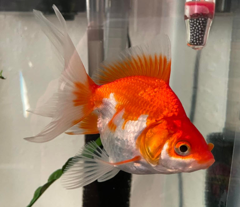 Fancy Goldfish