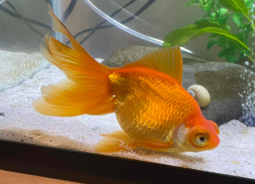 Fancy Goldfish