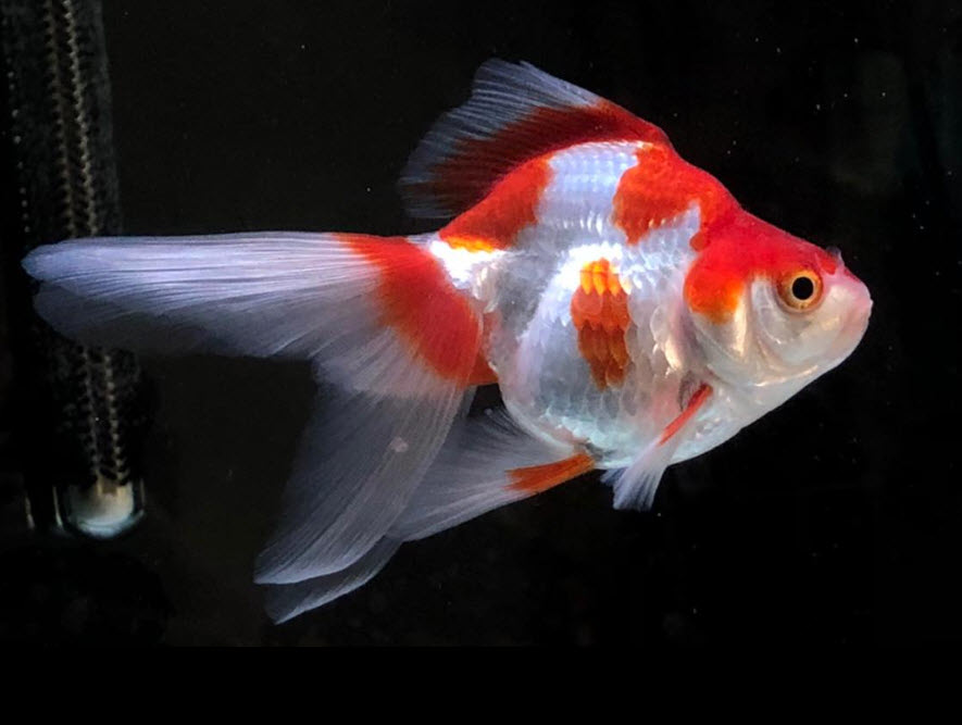 Fancy Goldfish