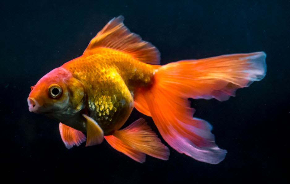 Fancy Goldfish