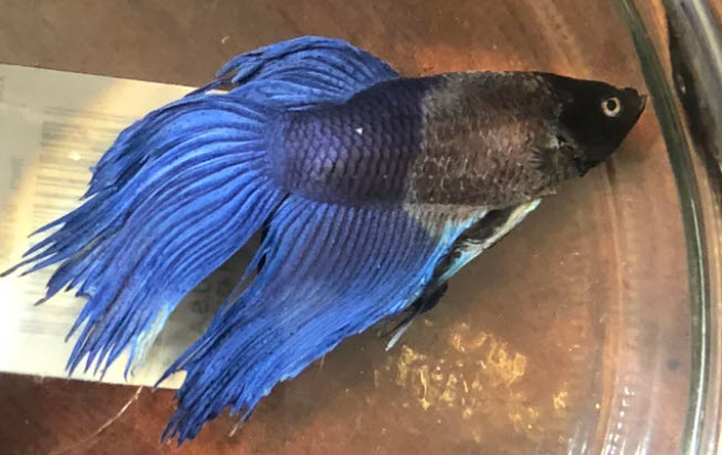 10.16. Graphite Disease in Bettas