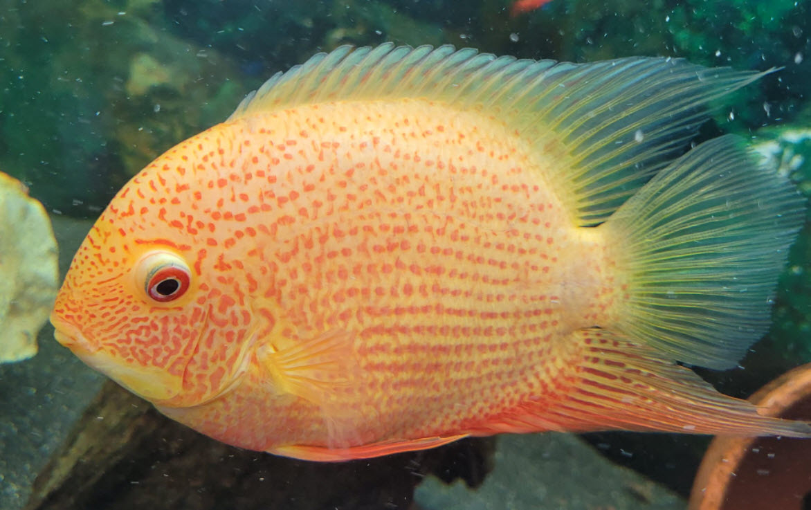 Heros severus Gold Severum