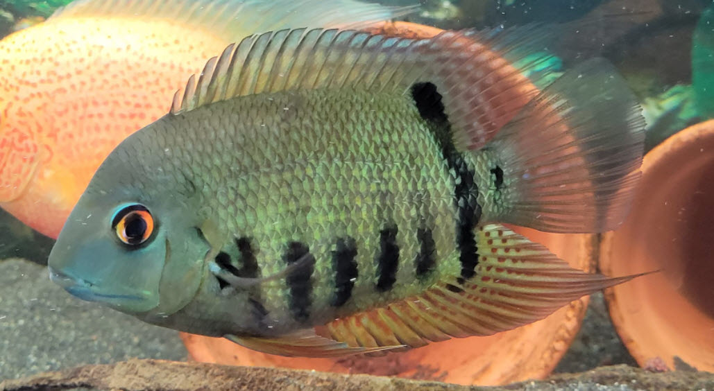 Heros severus Green Banded Severum