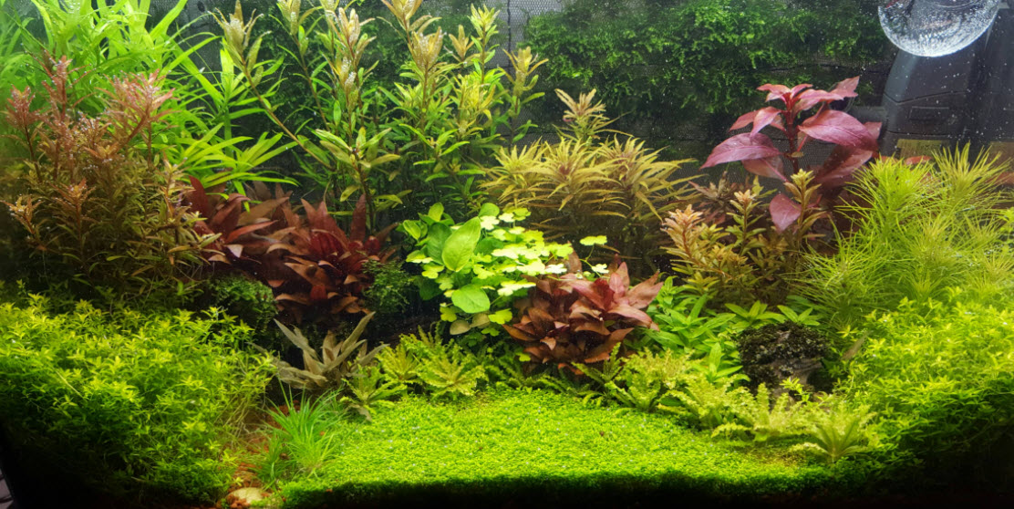 High Tech Planted Aquarium