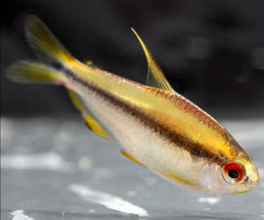 Hyphessobrycon notidanos Red Eyes