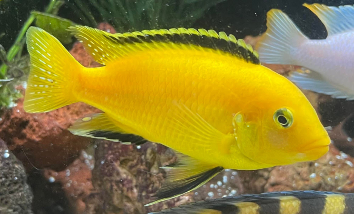 Labidochromis caerulus Electric Yellow