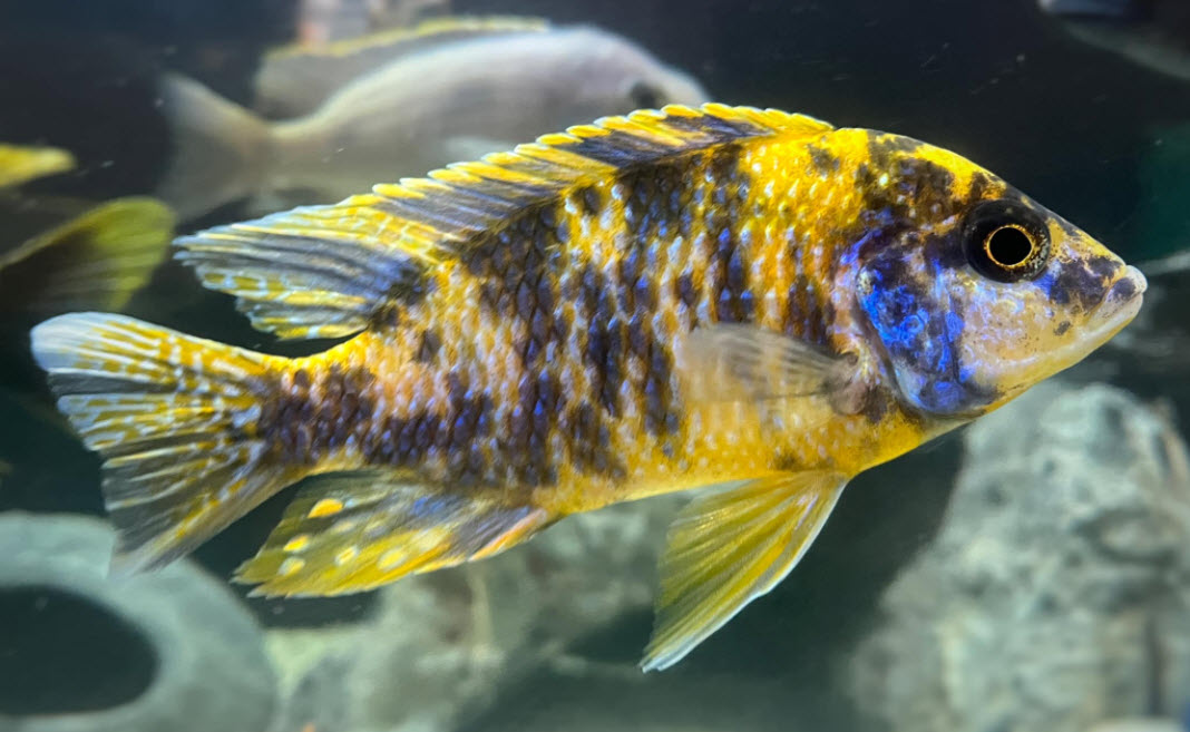 OB Peacock
