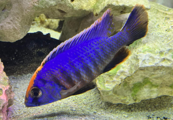 Otopharynx lithobateert Orange Blaze