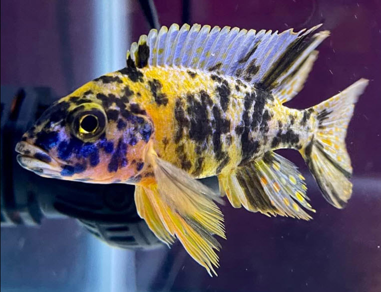 Sciaenochromis fryeri Gouden OB