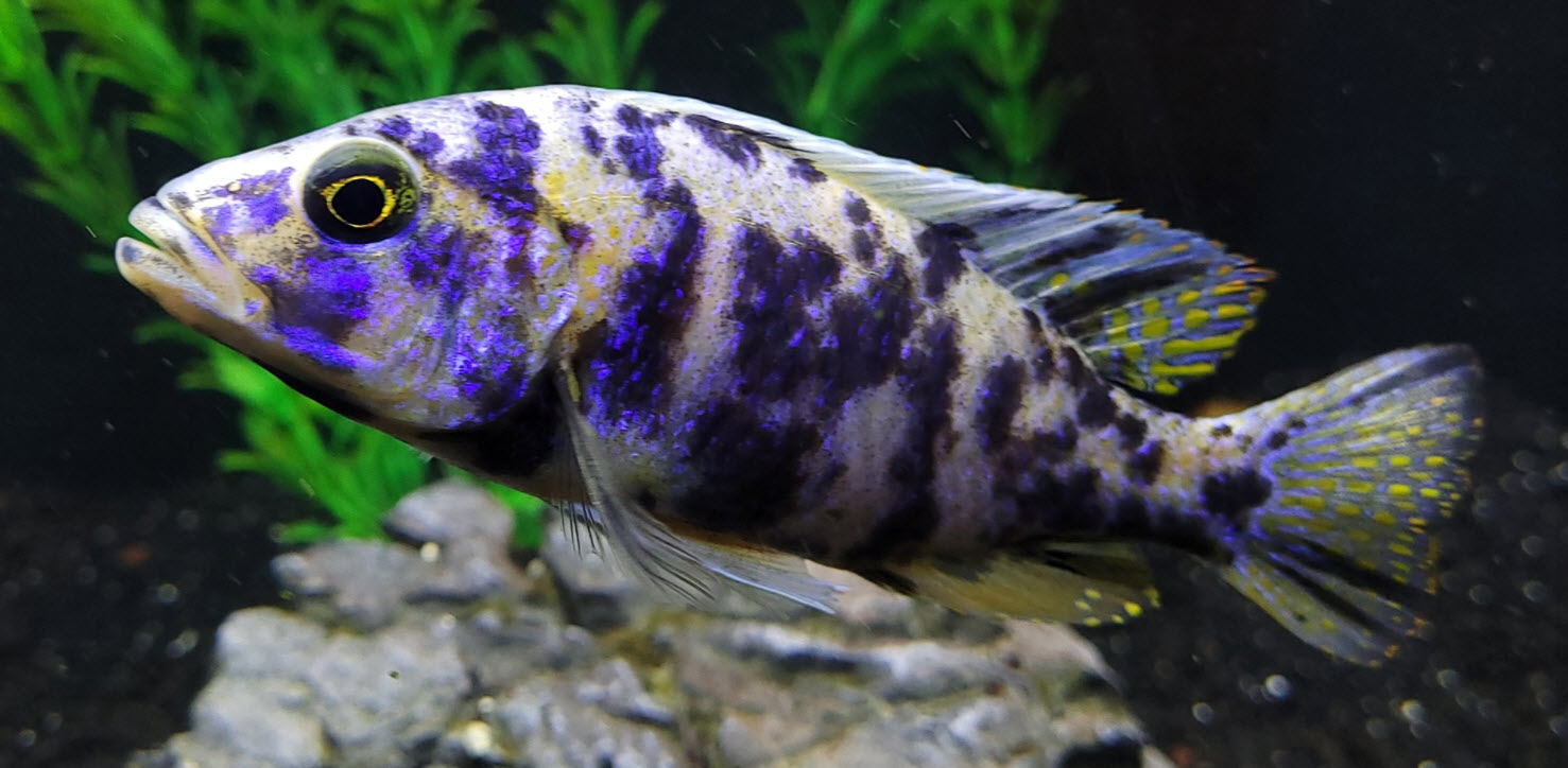 Sciaenochromis fryeri OB Blueberry