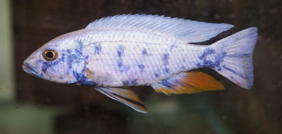 Sciaenochromis fryeri OB Iceberg