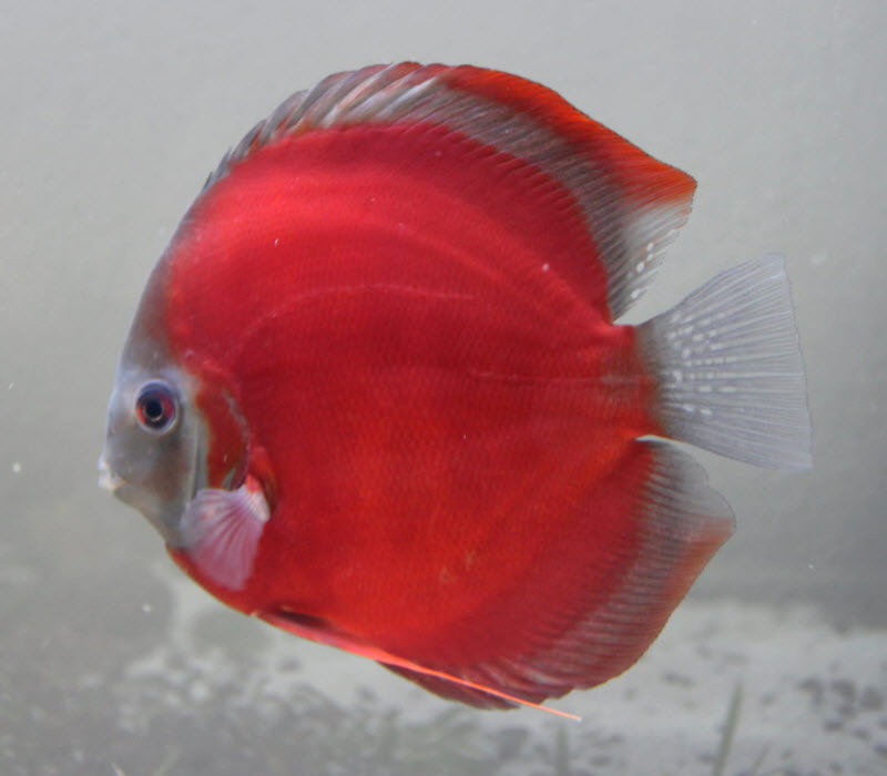 Symphysodon aequifasciatus Discus