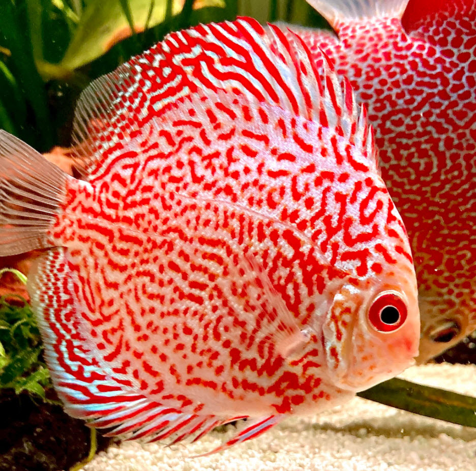 Symphysodon aequifasciatus Gold Maze Discus