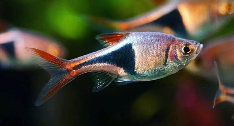 Trigonostigma heteromorpha Harlequin Rasbora 