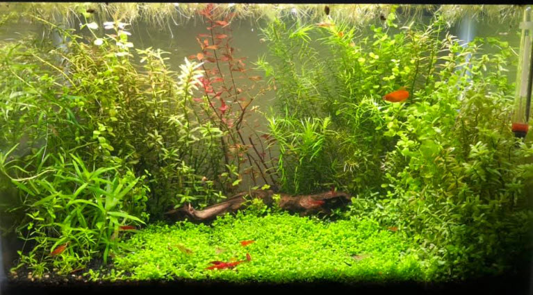 Walstad Soiled Aquarium