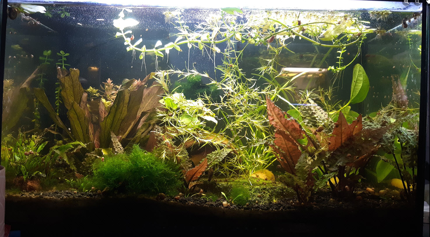 Walstad Soiled Aquarium