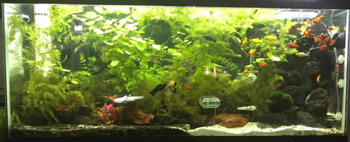 Walstad Soiled Aquarium