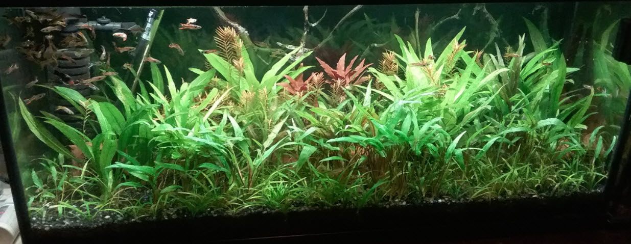 Walstad Soiled Aquarium