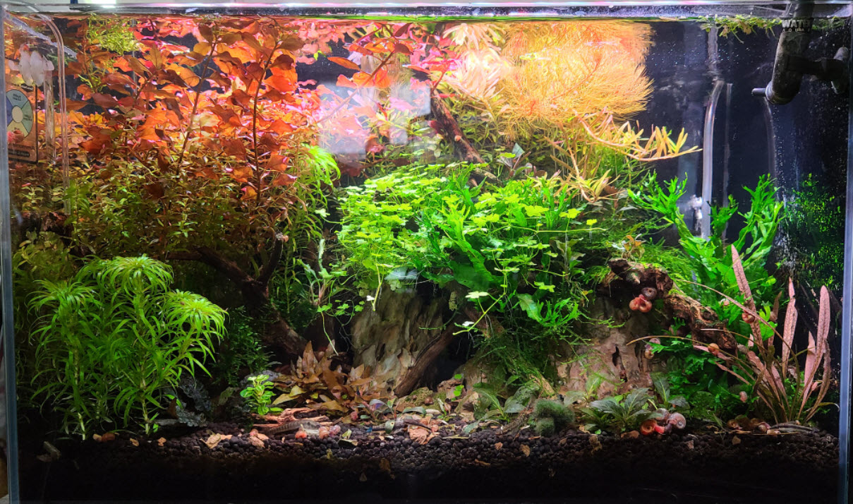 Walstad Soiled Aquarium